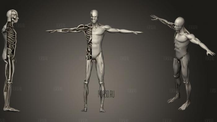 Анатомия человеческого тела 3d stl модель для ЧПУ